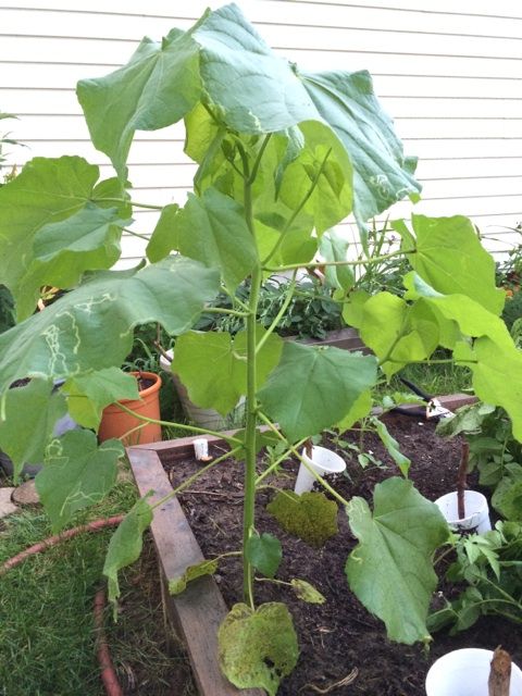  photo IMG_9919_zps398b7696.jpg